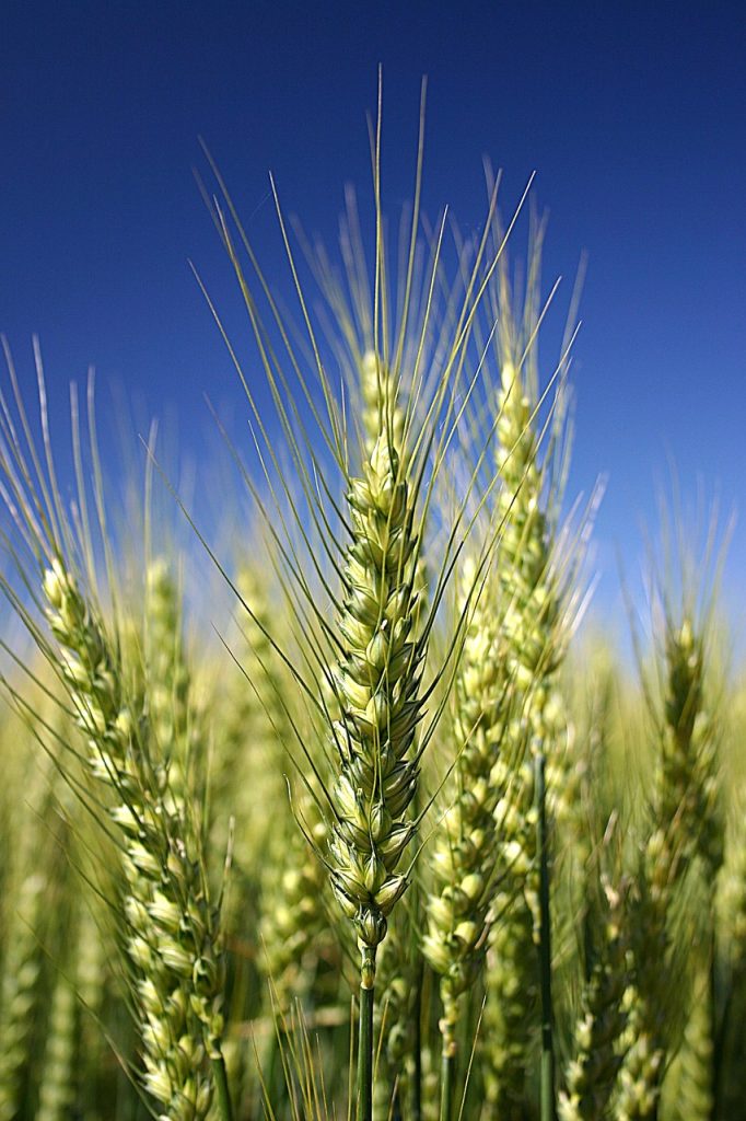 wheat, detail, cereal grains, teal, green, nature, meadow, agriculture, wheat, wheat, wheat, wheat, wheat